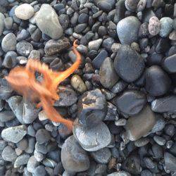 連日アオリ釣果　